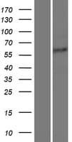 PTBP3 / ROD1 Protein (Over-Expression Lysate Myc-DDK (Flag))