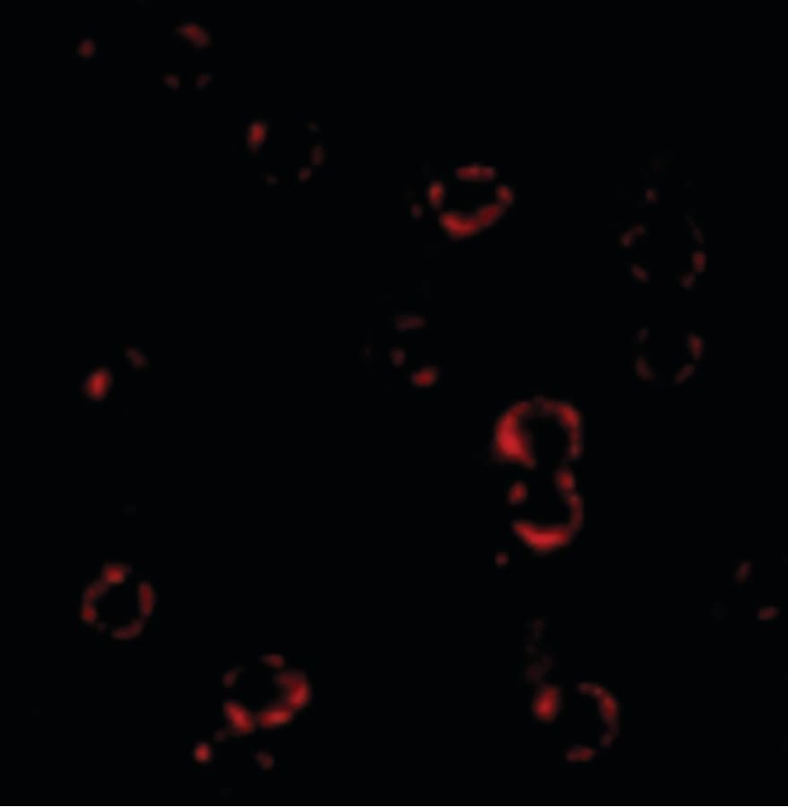 IHC-plus™ CXCR4 Antibody