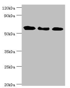 GBP1 Antibody (aa383-592)