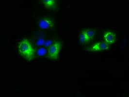 BAP / SIL1 Antibody (clone OTI1C4)