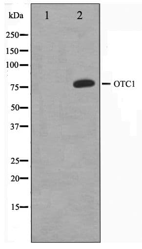 POU2F1 / OCT1 Antibody