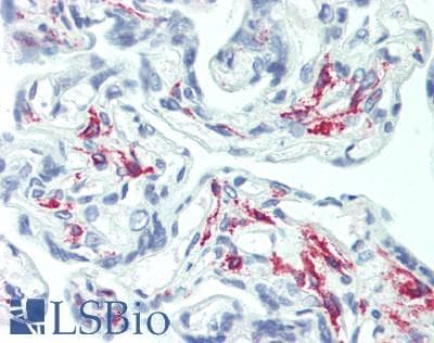 IHC-plus™ CD163 Antibody
