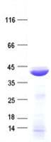 Human PTER Protein (Recombinant His, N-Terminal)