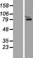 ZNF750 Protein (Over-Expression Lysate Myc-DDK (Flag))