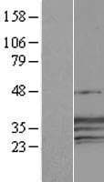 CREG / CREG1 Protein (Over-Expression Lysate Myc-DDK (Flag))