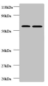 IHC-plus™ FUCA2 Antibody