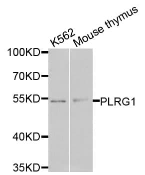 PLRG1 Antibody