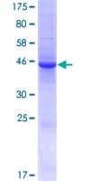 Human LCN9 Protein (Recombinant GST)