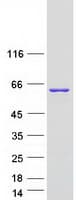 Human NONO / P54NRB Protein (Recombinant Myc-DDK (Flag))