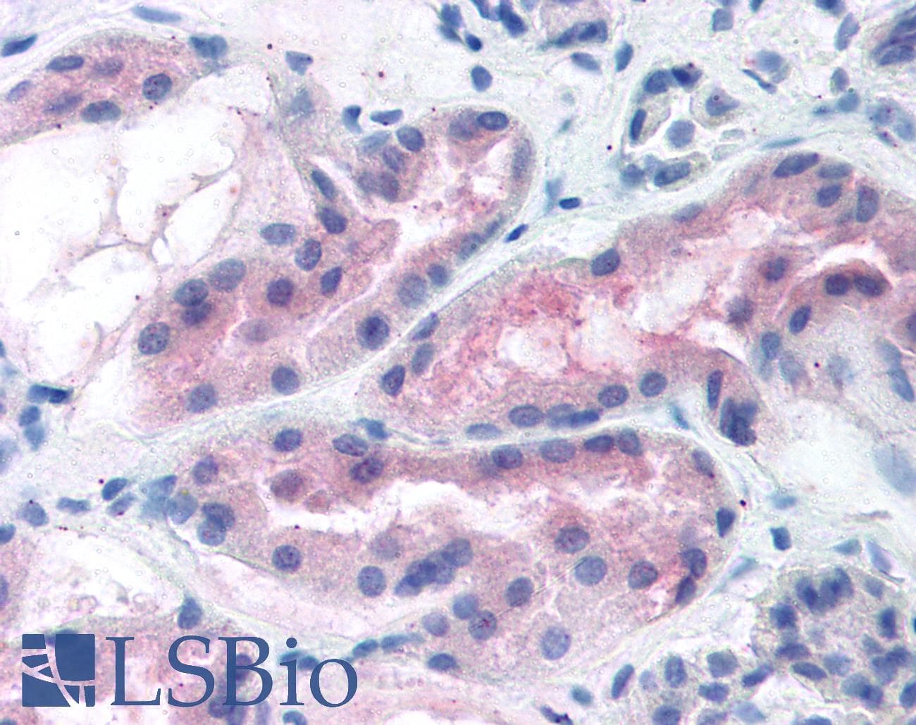 ABCA7 Antibody (clone 7A1-144, DY650)