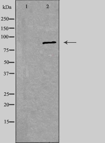 KIAA1811 / BRSK1 Antibody