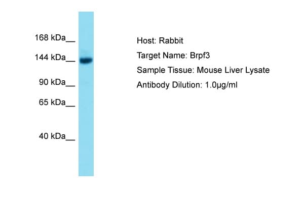 BRPF3 Antibody (aa801-850)