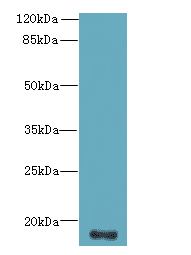 C16orf87 Antibody