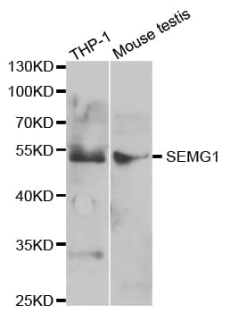 SEMG1 Antibody