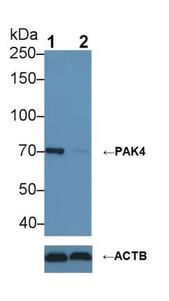 PAK4 Antibody (aa299-542)