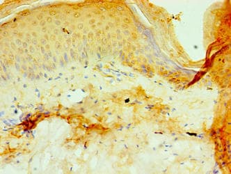 P4HA3 Antibody (aa20-544)