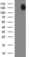 Monoclonal Mouse anti-Human CD45 / LCA Antibody (clone OTI2E7, IHC, IF, WB)