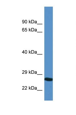 YIPF4 Antibody (aa35-84)