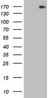 Monoclonal Mouse anti-Human DOT1L / DOT1 Antibody (clone OTI5D12, aa1-434, WB)