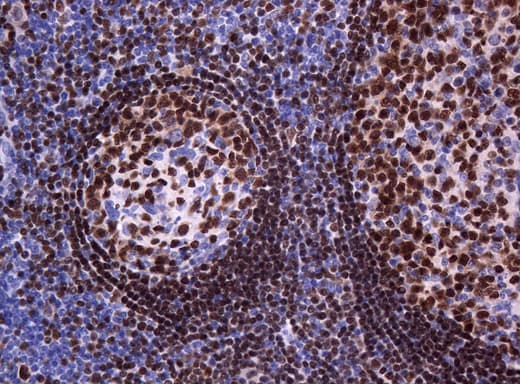 PAX5 Antibody (clone OTI1H5, Carrier-free)