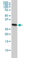 Monoclonal Mouse anti-Human CDK1 / CDC2 Antibody (clone 1A4-1A9, IHC, IF, WB)