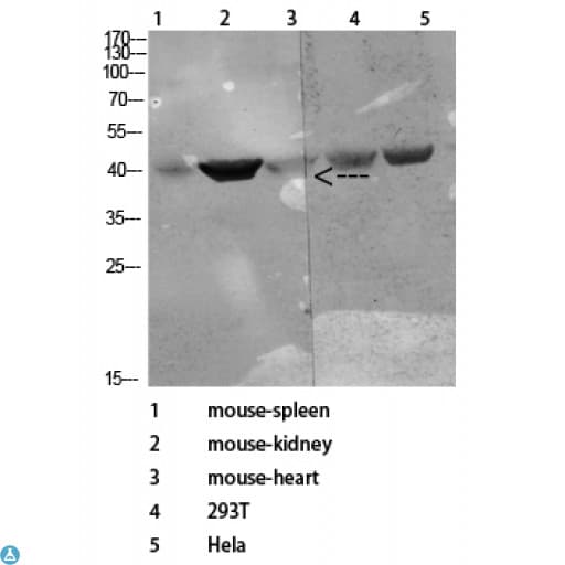 CD72 Antibody