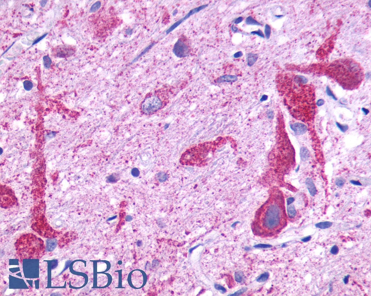 PathPlus™ GPR150 Antibody (C-Terminus)