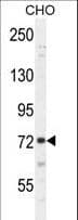 Polyclonal Rabbit anti-Human SORBS1 / Ponsin Antibody (aa866-892, IF, WB)