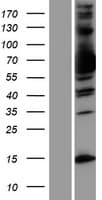 MX1 / MX Protein (Over-Expression Lysate Myc-DDK (Flag))