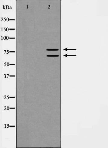 XRCC6 / Ku70 Antibody