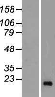 REG3G Protein (Over-Expression Lysate Myc-DDK (Flag))