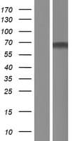 ZNF498 Protein (Over-Expression Lysate Myc-DDK (Flag))