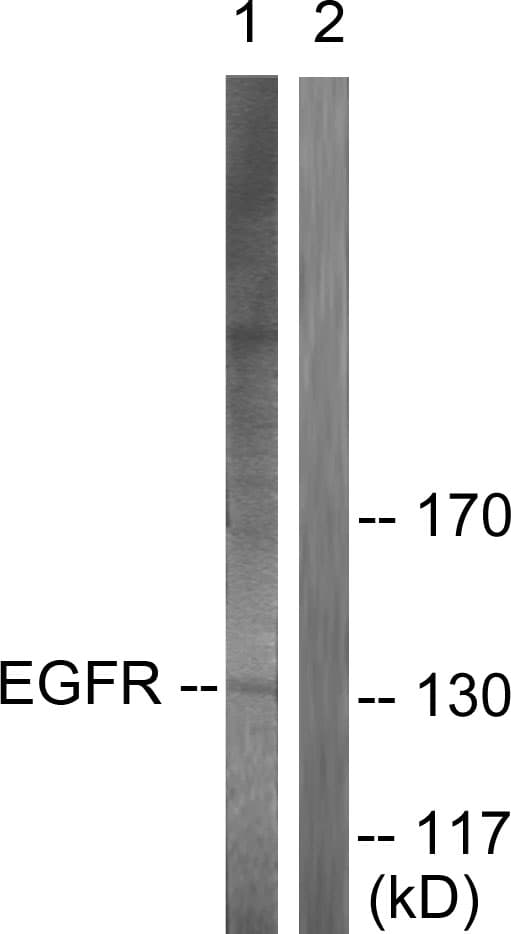 IHC-plus™ EGFR Antibody (aa661-710)