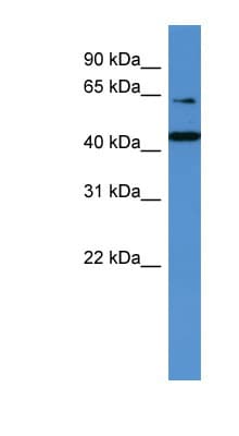 TRAF3IP2 / ACT1 Antibody (N-Terminus)
