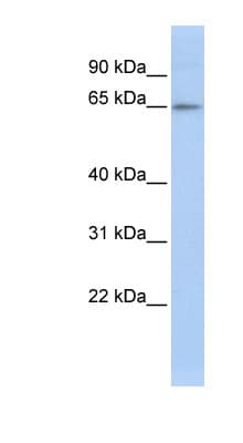 ZNF619 Antibody (aa72-121)