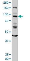 Monoclonal Mouse anti-Human GOLGA1 / Golgin-97 Antibody (clone 6G3, WB)