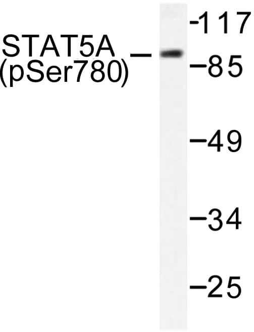 STAT5A Antibody (phospho-Ser780)