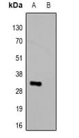 HSV Tag Antibody