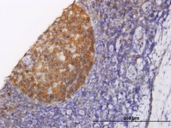 NOLC1 Antibody (clone 6B4)