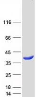Human HOGA1 Protein (Recombinant Myc-DDK (Flag))