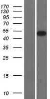 SMOC2 Protein (Over-Expression Lysate Myc-DDK (Flag))