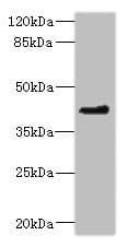 OSGEPL1 Antibody