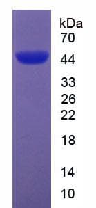 Mouse Apolipoprotein A-V (Recombinant His-GST)