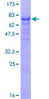 Human FGR Protein (Recombinant GST)