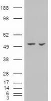 AMY2A / Pancreatic Amylase Antibody (clone OTI6D4)