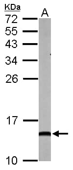 NDUFA5 Antibody (aa1-116)
