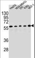 PAX1 Antibody (aa443-471)