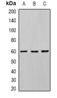 DHCR24 / Seladin-1 Antibody