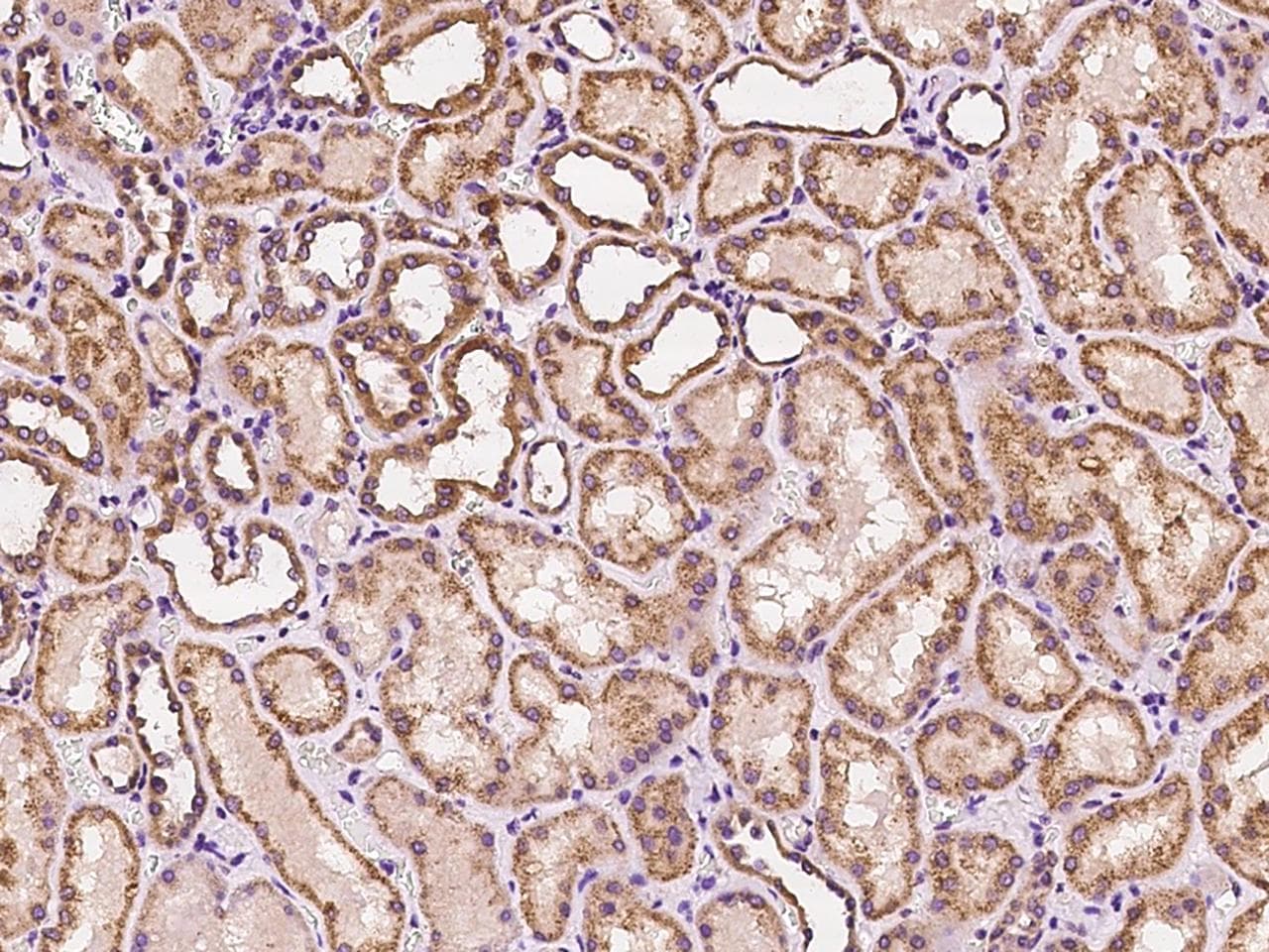 RALB Antibody