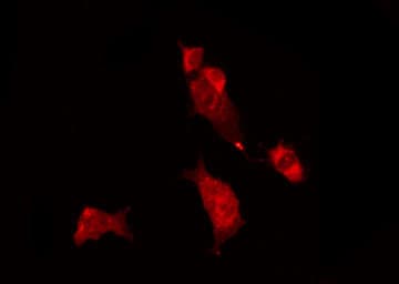 RAB11FIP2 / Rab11-FIP2 Antibody